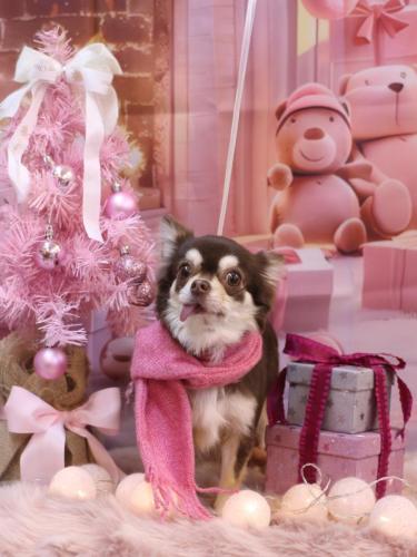 20241227ルアちゃん